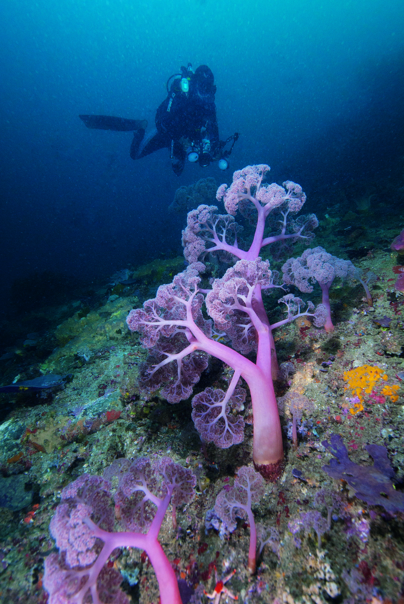 The Underwater Topography And Marine Life In The Komodo National Park 5 Indo Aug 2013 3732 Soft Coral Trees Copyright Al Hornsby