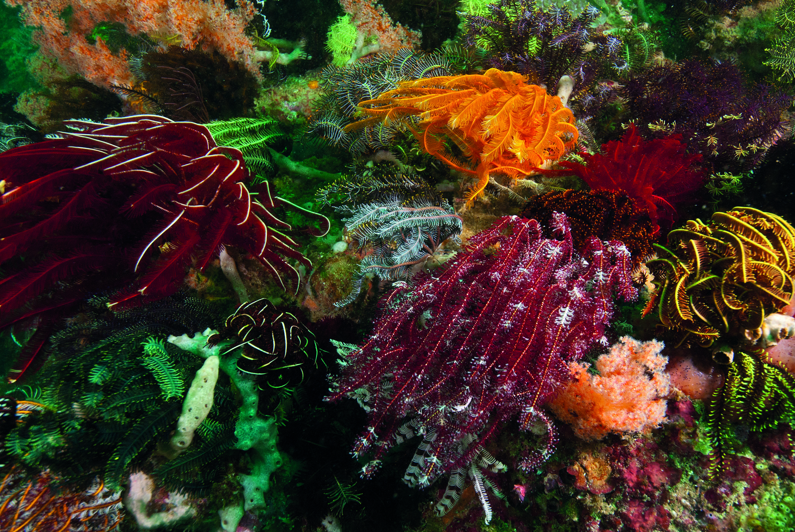 The Underwater Topography And Marine Life In The Komodo National Park 7 Indo Aug 2013 3854 Crinoids and Soft Corals Cannibal Rock