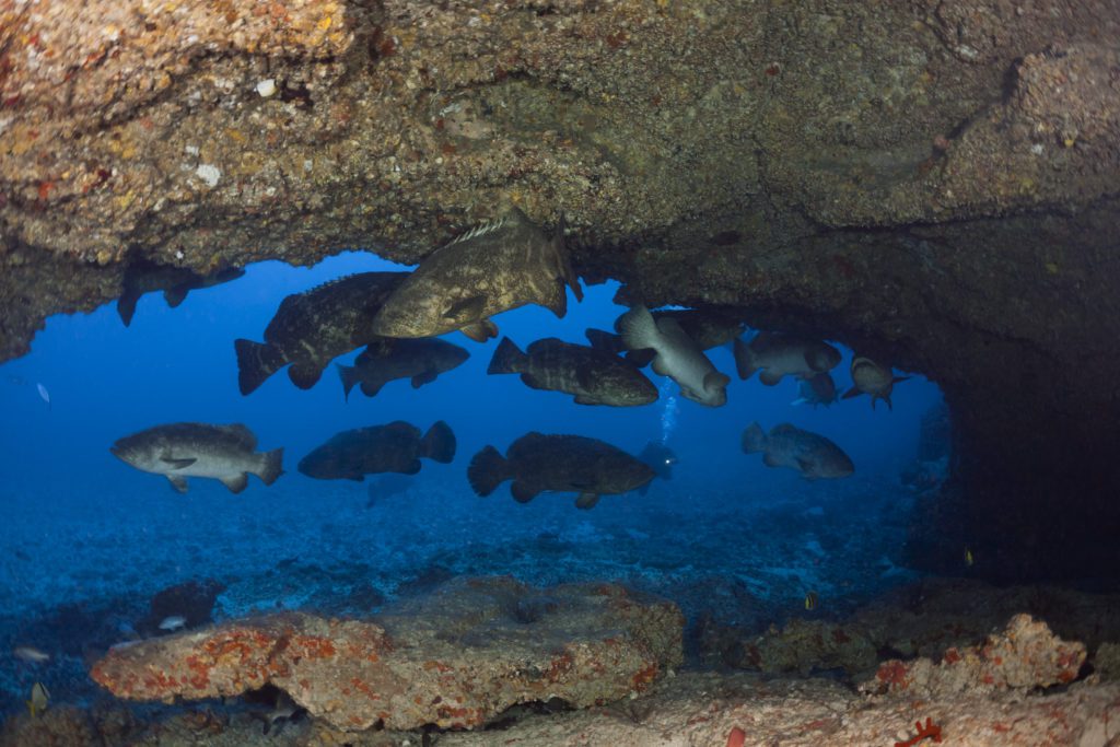 Goliath groupers gathered around the Hole-in-the-Wall's main entrance.