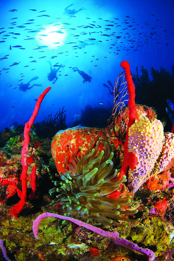 ROATAN Utila Mike Mesgleski Divers Reef