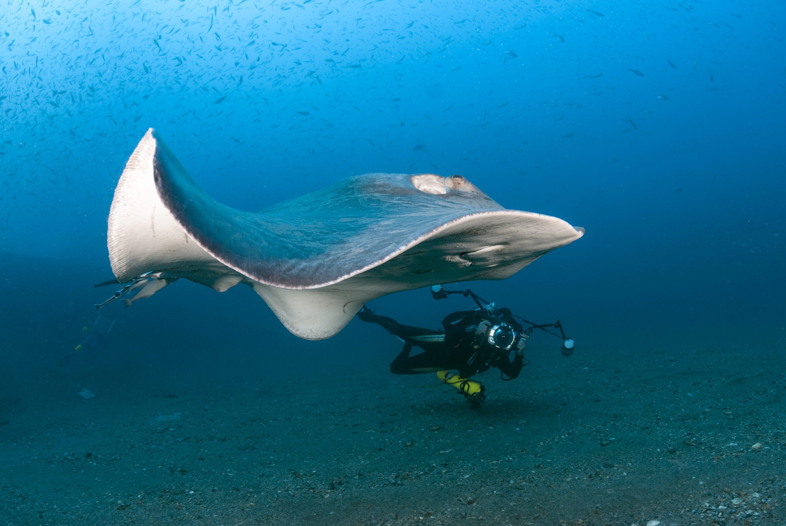 Roughtail stingray (Bathytoshia centroura) being trailed by cobia as it passes over the Caribsea wreck.