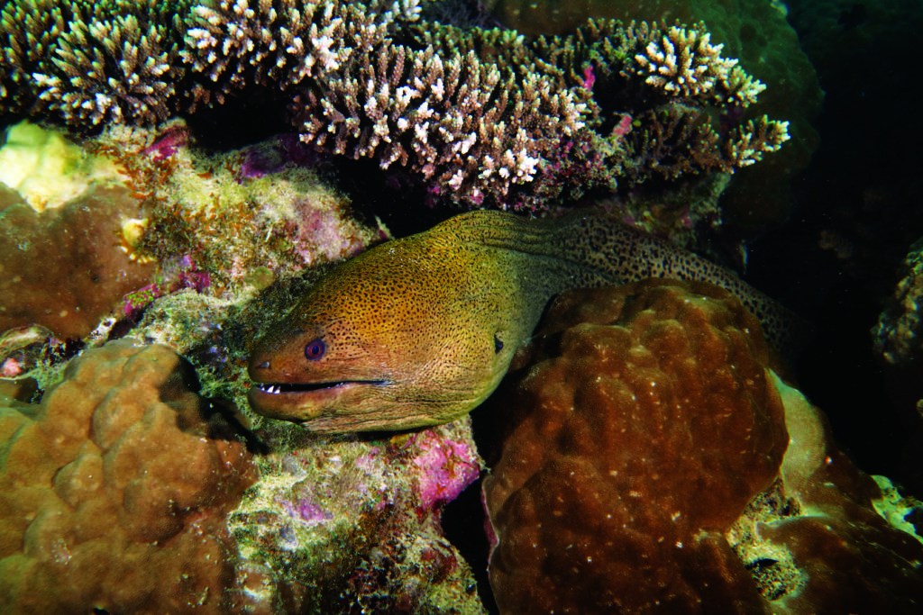 Saxon Reef moray eel by Deb Dickson-Smith_4386