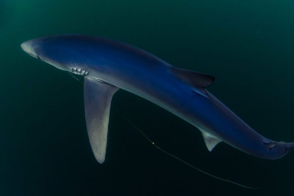 blue shark