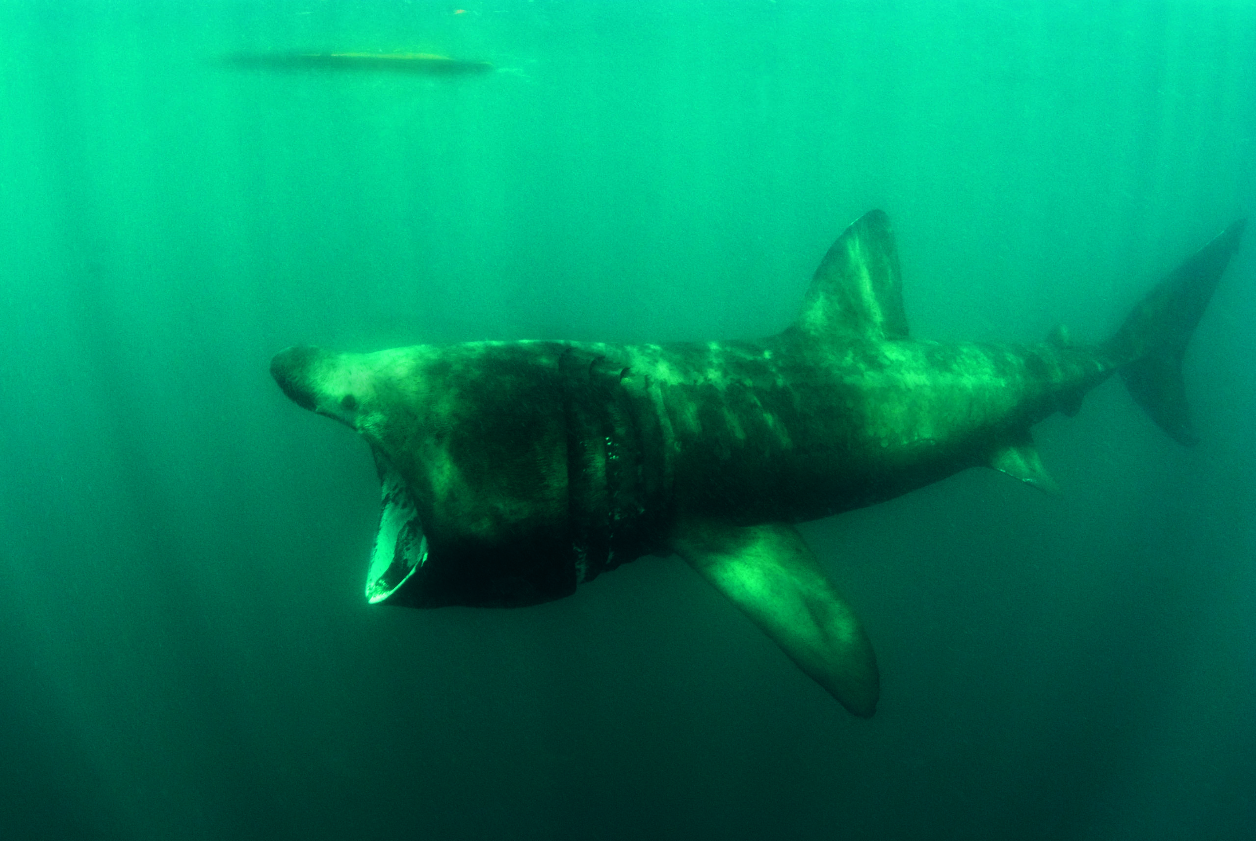basking shark 1