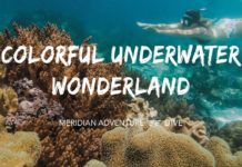 Colourful Underwater Wonderland