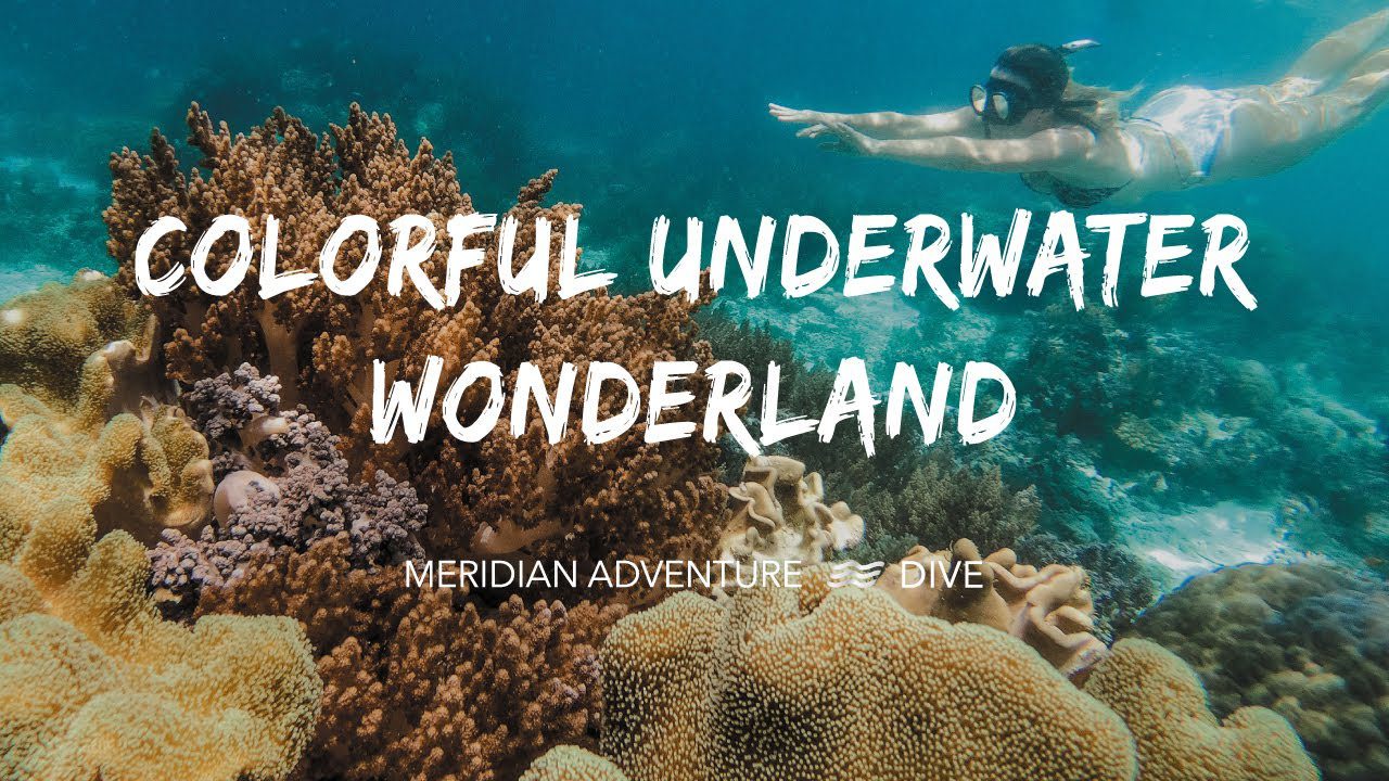 Colourful Underwater Wonderland