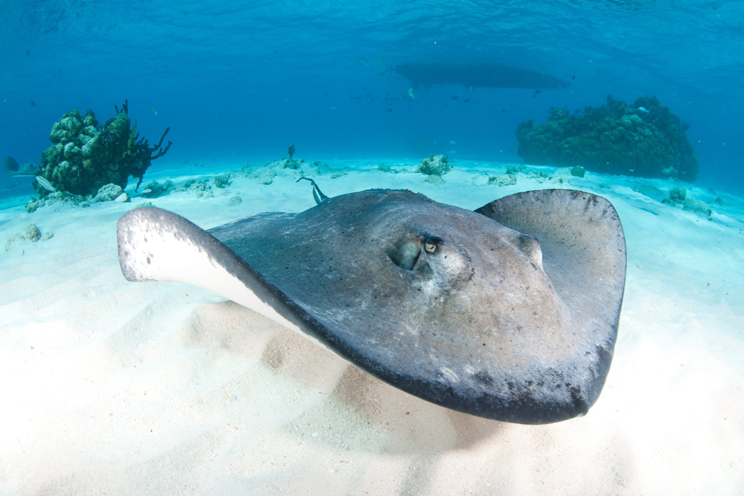 A,Wide,Angle,Shot,Of,A,Stingray,Swimming,Towards,The