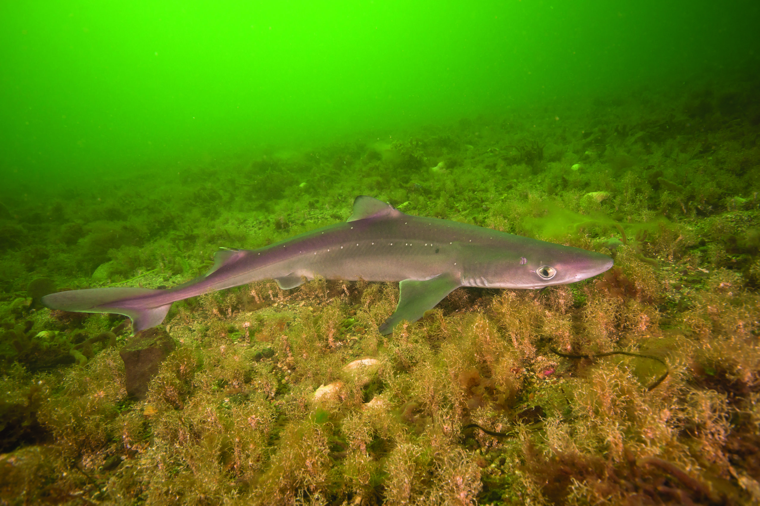 Search for a Scottish spurdog