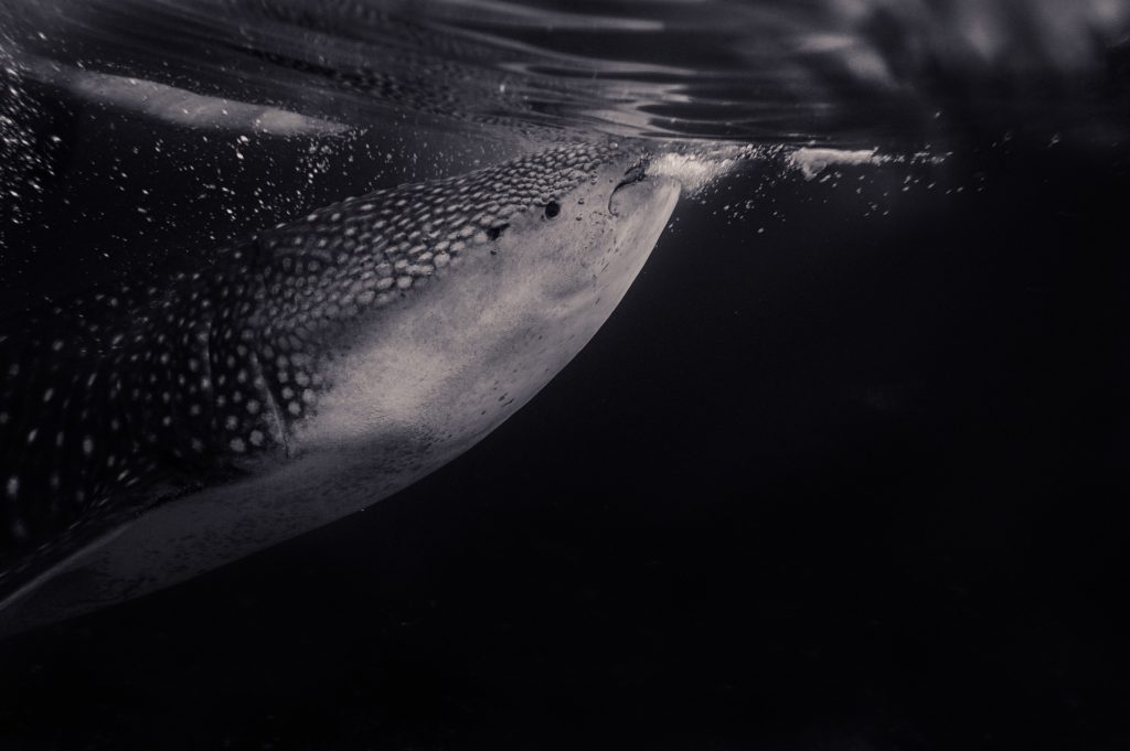 whale shark