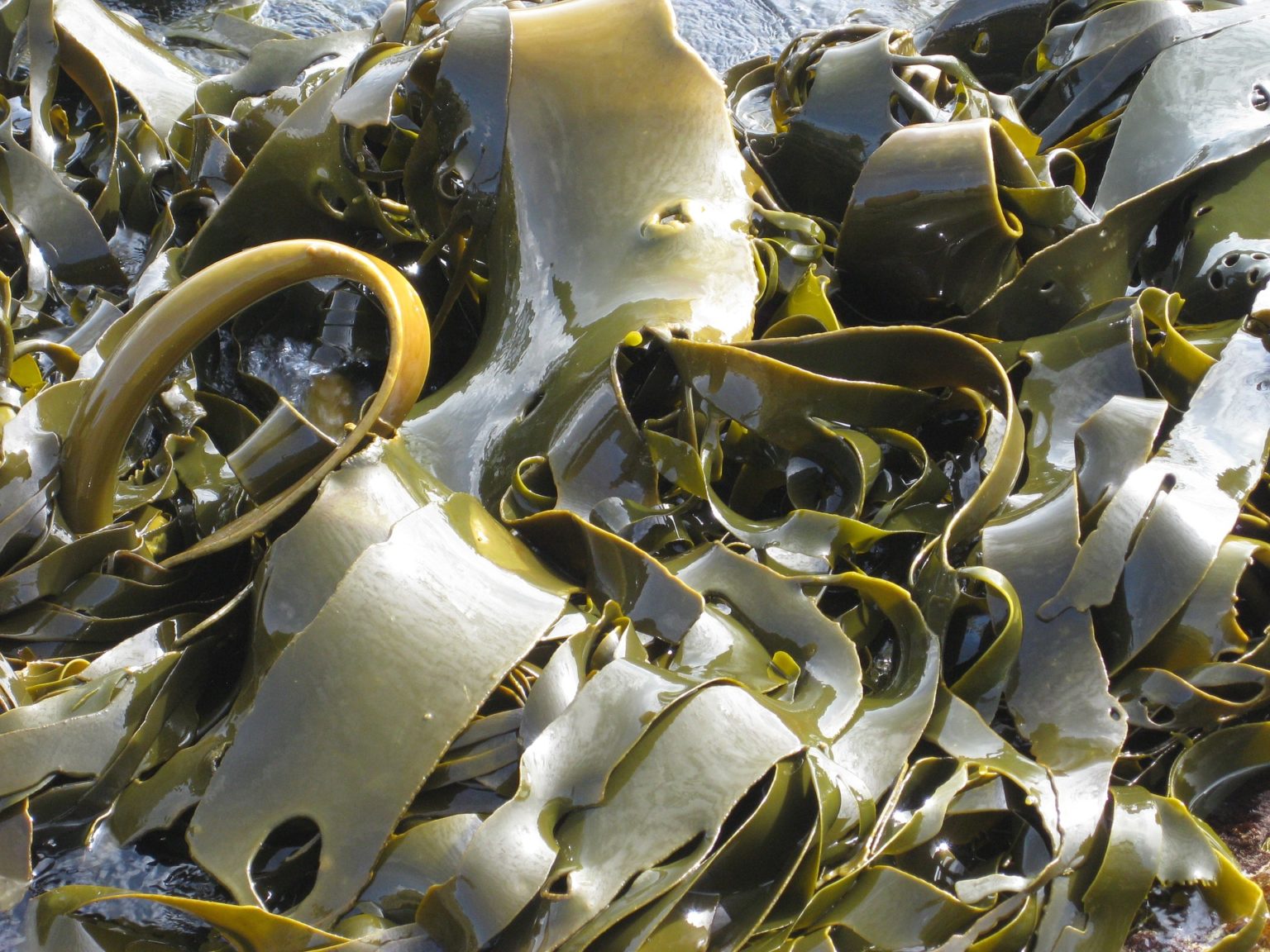 kelp