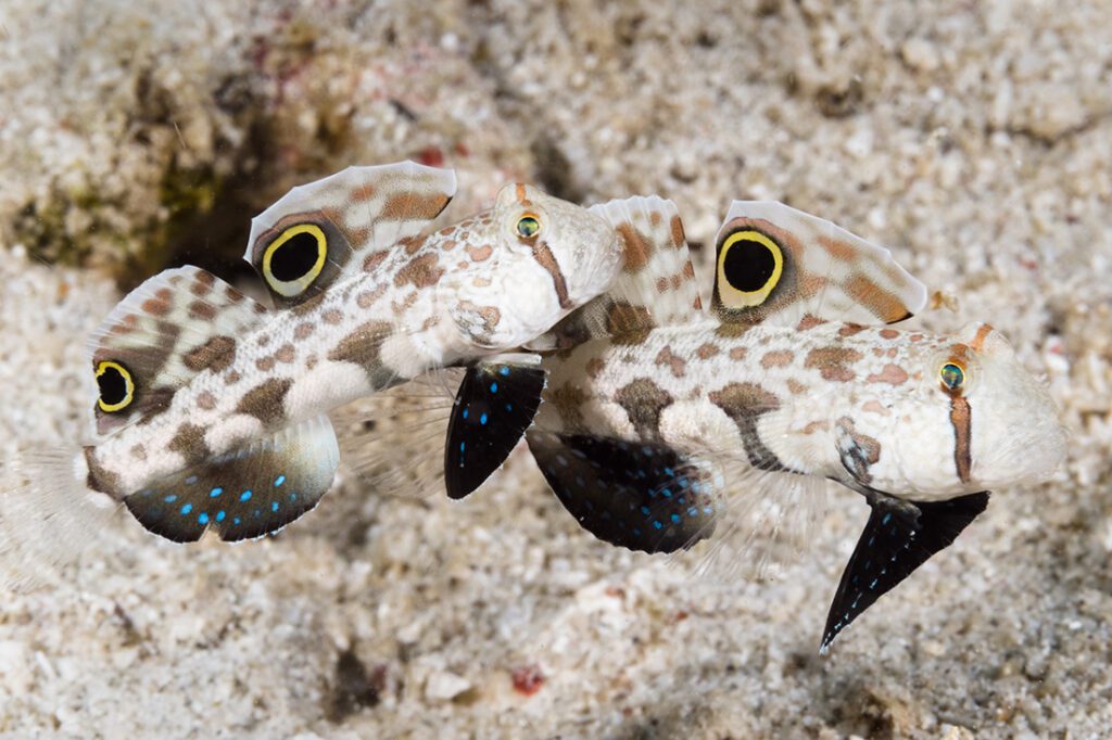Liken to a pair of eyes are the large twin dorsal spots on a pair of Signal Goby (Signigobius biocellatus) also called a crab-eyed goby