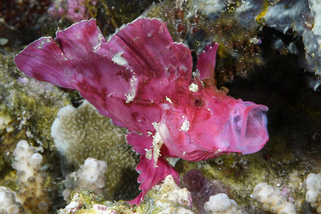 Purple leaf scorpionfish at Roma