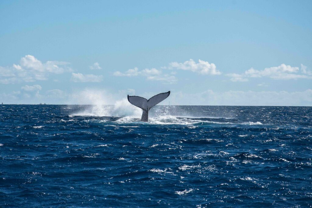 Largest Marine Sanctuary in the World Set to Expand