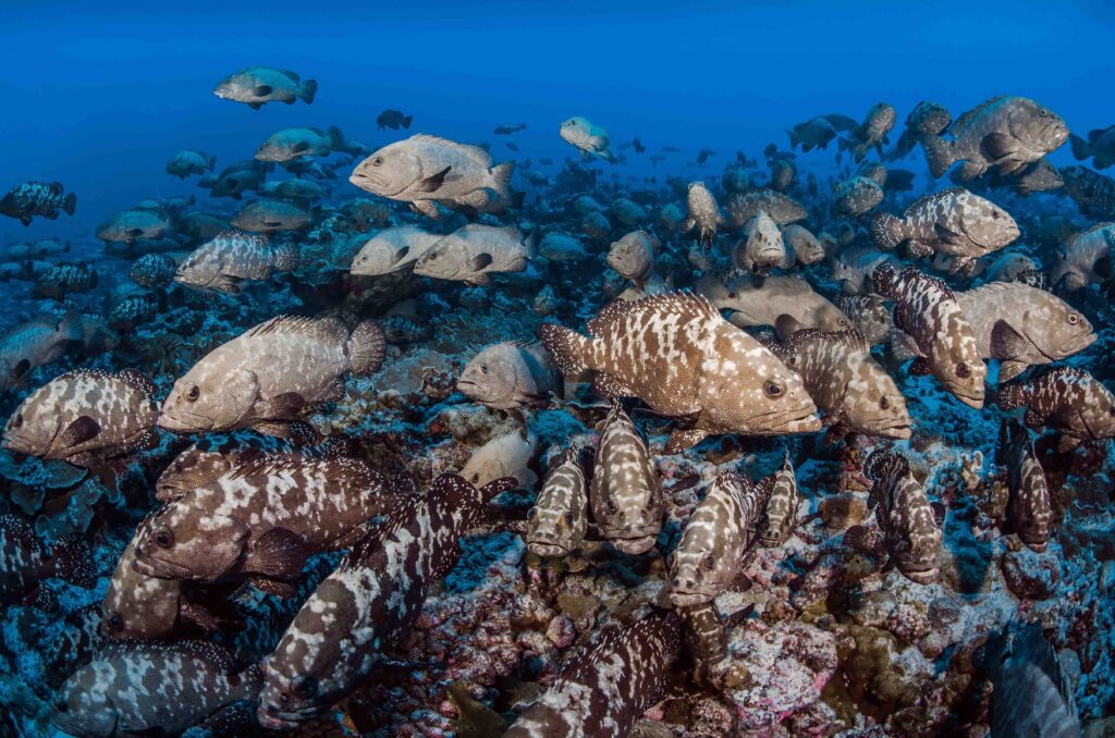 Largest Marine Sanctuary in the World Set to Expand