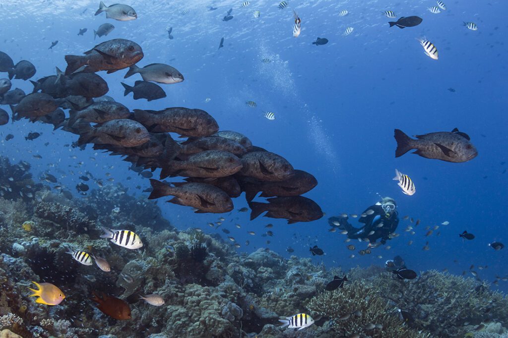 Diver and school of black snapper