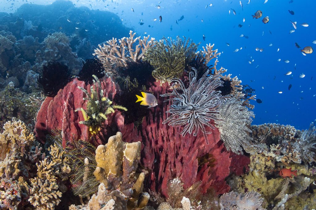 Across Roma’s sea mount landscape is a dense mixture of hard corals and sponges, many with  crinoids perch on top.