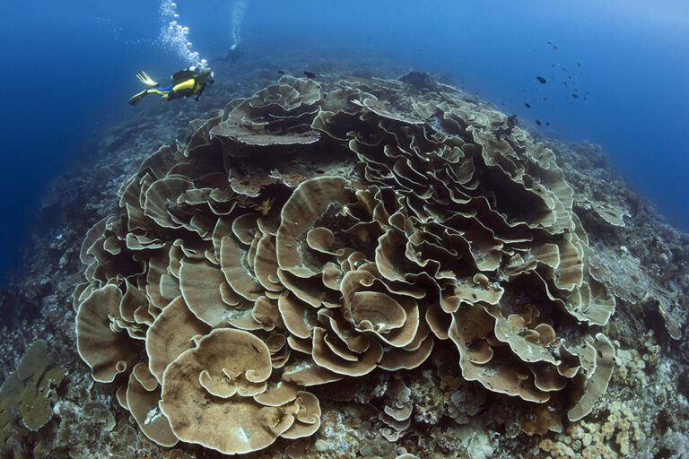 Roma’s signature coral formation known as ‘The Rose.’