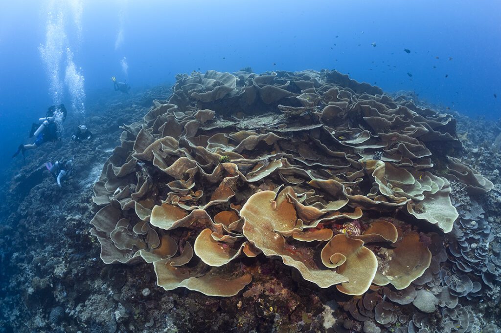 Roma’s signature coral formation known as ‘The Rose.’
