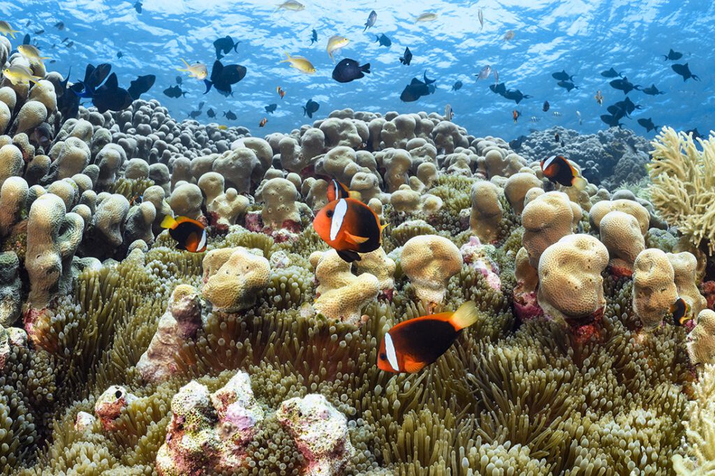 Anemone fish with their hose anemones flourish among the colonies potato corals that dominate the shallow region of Roma’s elongated sea mount.