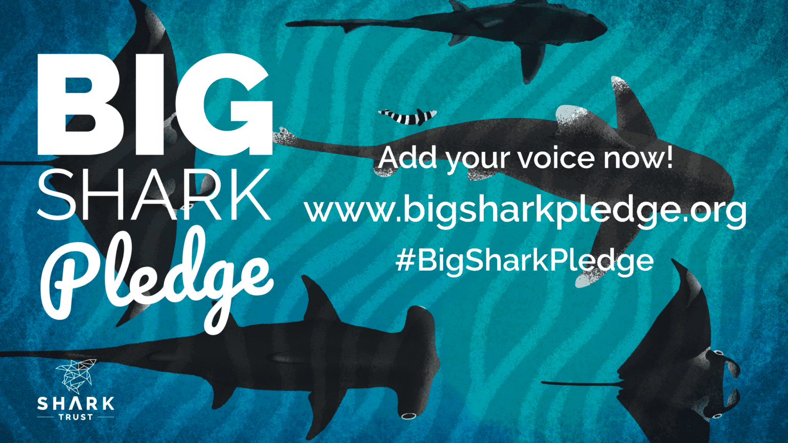 Big Shark Pledge