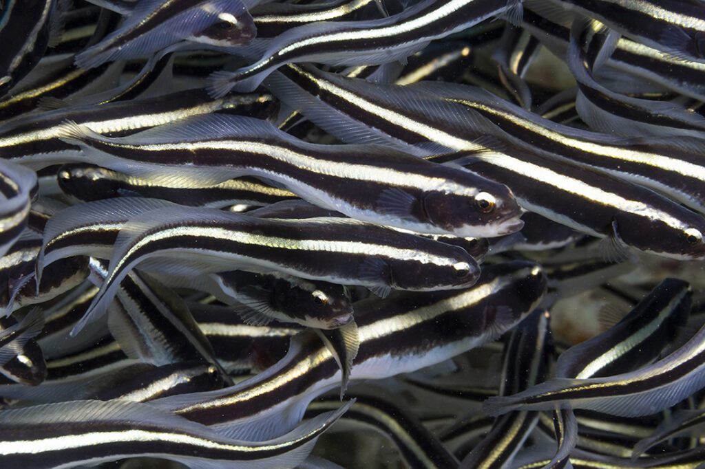 Mladoletni kaznjenci (Pholidichthys leucotaenia), družina Pholidichthyidae