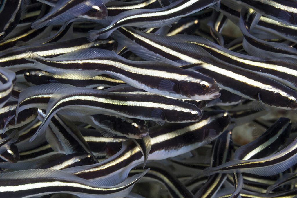 Juvenile Convict Blennies (Pholidichthys leucotaenia), Family Pholidichthyidae