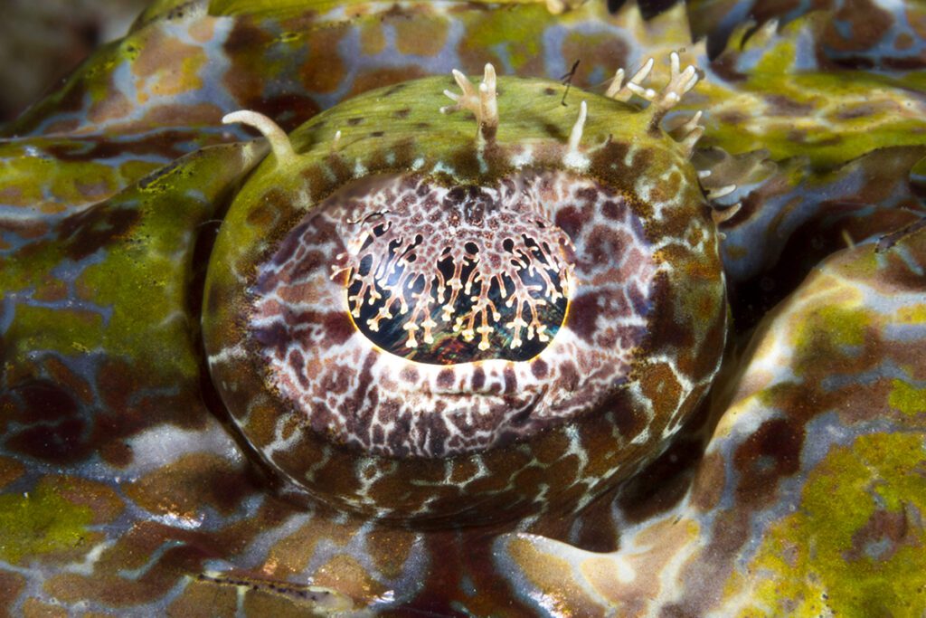 The eye of a Crocodilefish