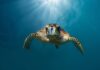 Maldives Resort Teams up with Olive Ridley Project to Protect Turtles