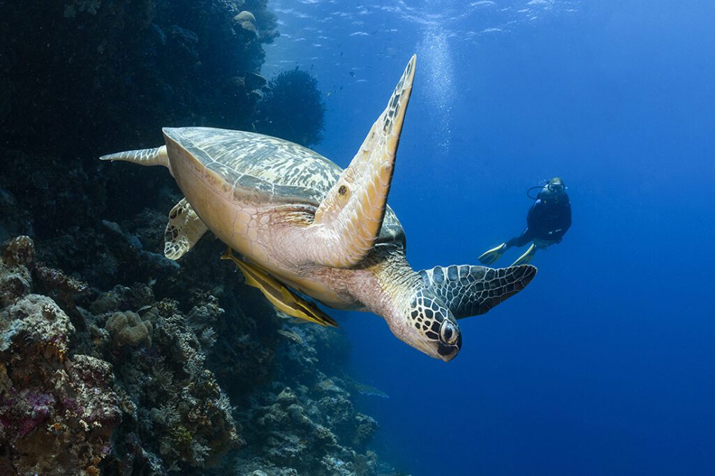 Large green turtle diving down the side of a reef's steep drrop-off.