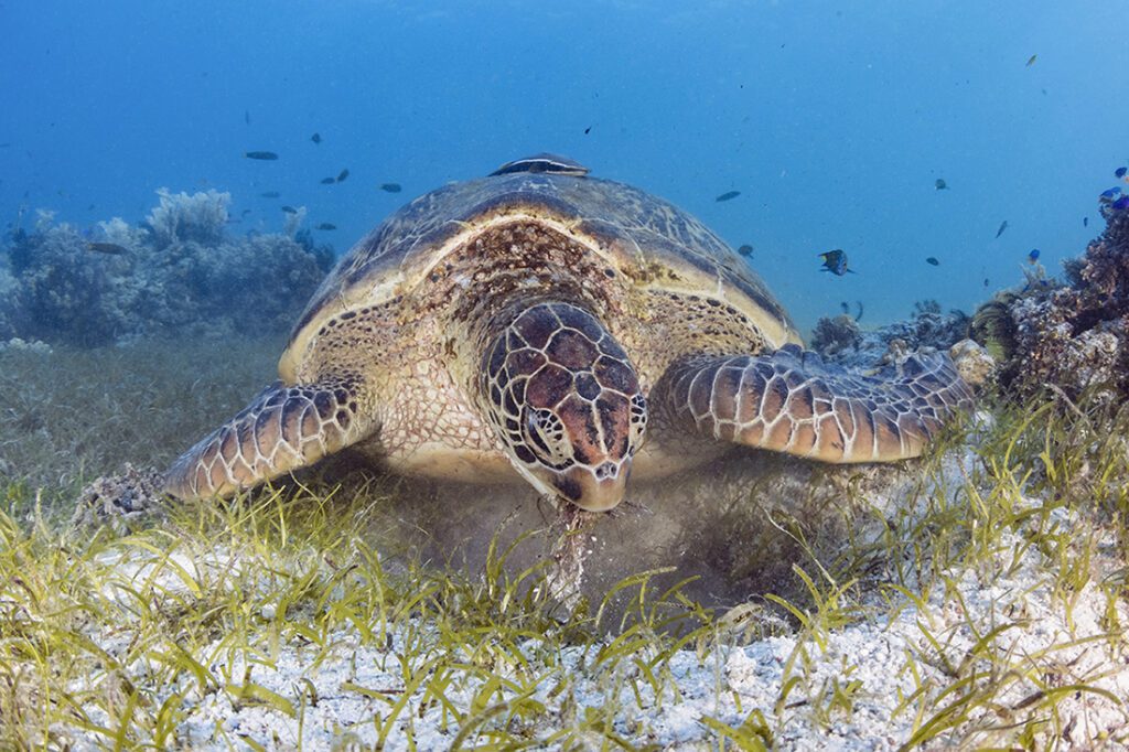 Large green turtle dining on sea grasses in the shallows