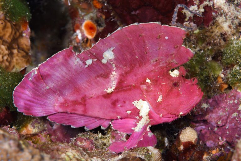 Leaf Scorpionfish at Wakatobi