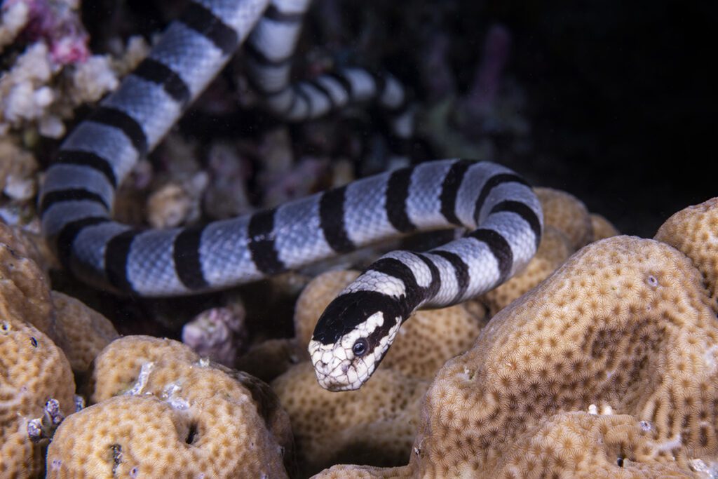 Banded Sea Krait (Laticauda colubrina) also called the Yellow-lipped Sea Krait because of their recognizable yellow upper lip and snout.
