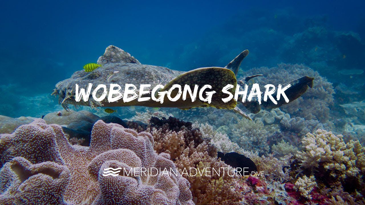 Wobbegong Shark Ambush Predator
