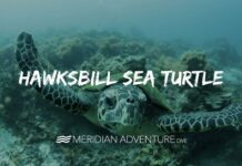 Endangered Hawksbill Turtle