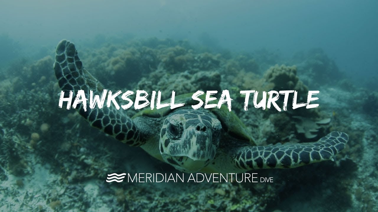 Endangered Hawksbill Turtle