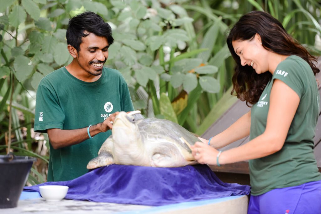 Rescued turtle arrives at National Marine Aquarium 1 National Marine Aquarium