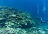 New Dive Centre for the Southern Great Barrier Reef at 1770