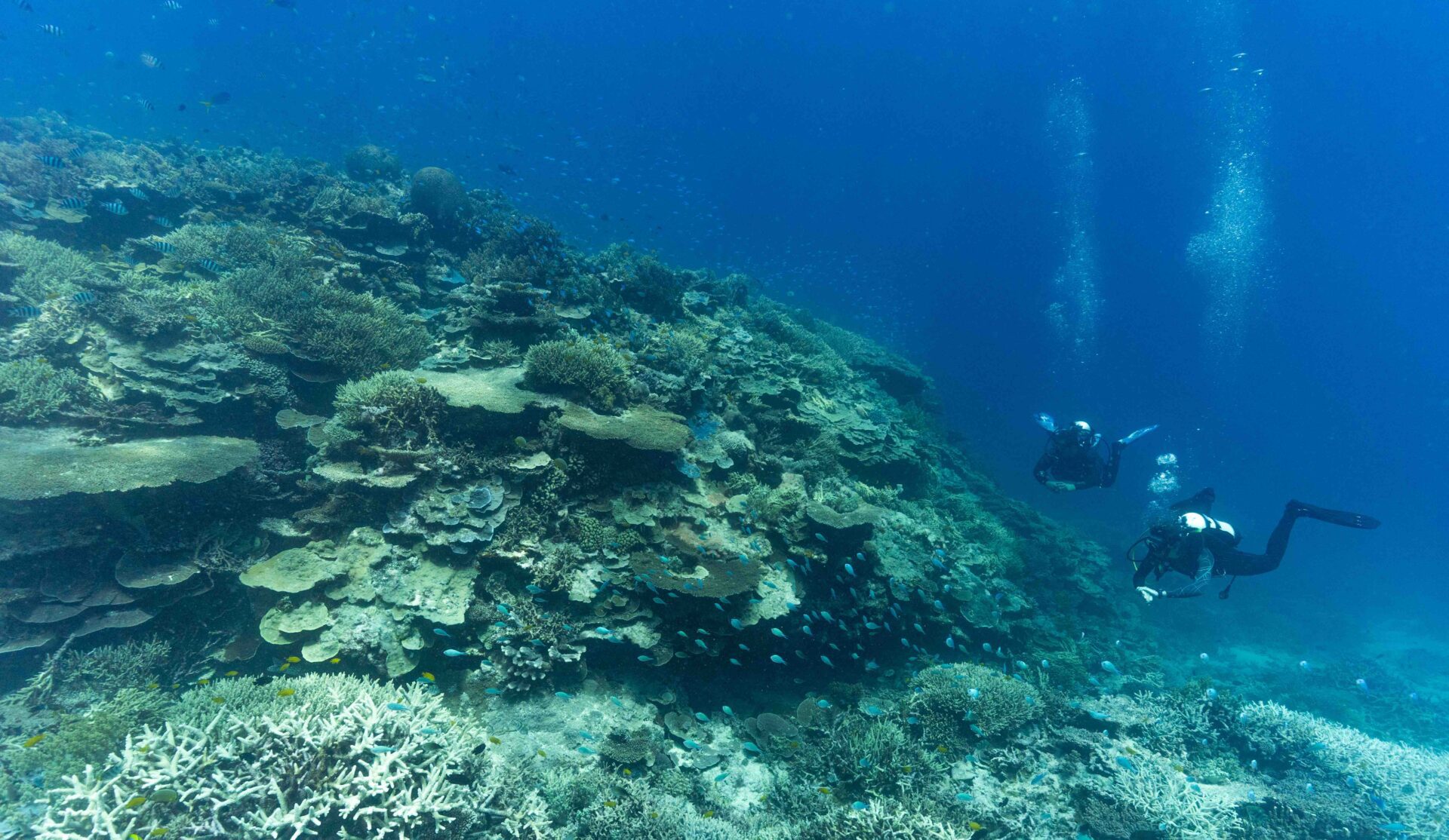 New Dive Centre for the Southern Great Barrier Reef at 1770