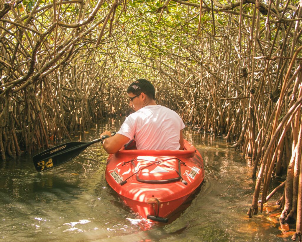 Why Are Mangroves so Important to Raja Ampat