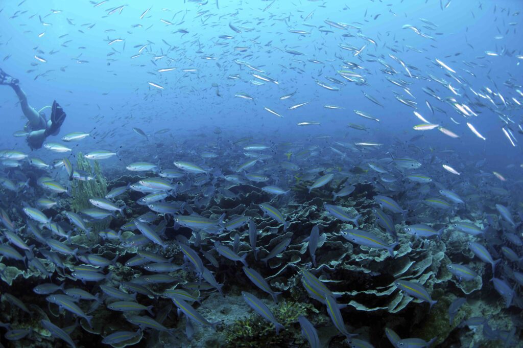 Lankayan Island has many species of attractive flora and fauna. Divers are attracted by myriad macro marine life, coral and sunken wrecks. Lankayan Island is known for its whale shark sightings