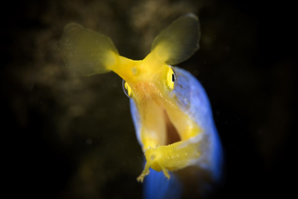 Wakatobi Dive Resort