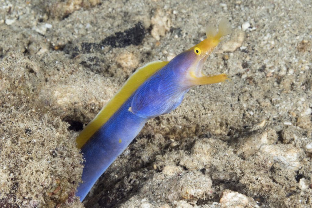 By maturity, the black has been entirely replaced with vivid electric blue with an equally vivid yellow dorsal fin signifying the eel is in the male stage of its life cycle.