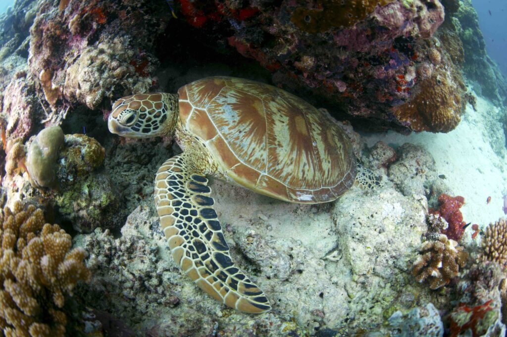 Sipadan is the only oceanic island in Malaysia, rising 600 metres (2,000 ft) from the seabed. It is located in the Celebes Sea off the east coast of Sabah, Malaysia. It was formed by corals growing on top of an extinct volcanic cone that took thousands of years to develop. Sipadan is located at the heart of the Indo-Pacific basin., the centre of one of the richest marine habitats in the world. More than 3,000 species of fish and hundreds of coral species have been classified in this ecosystem.