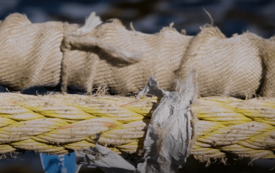 Marine rope covered in mollusks