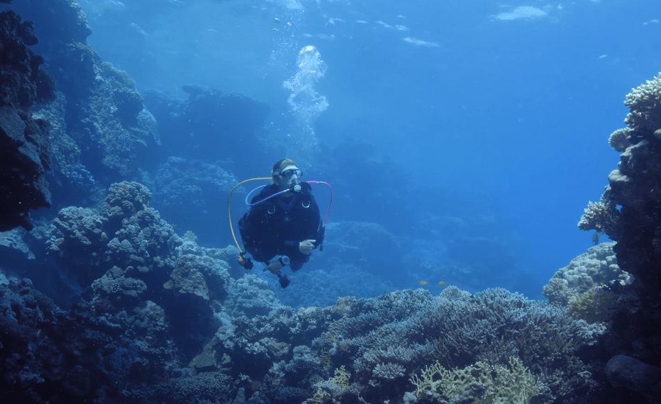 Explore the reef at a shallow depth