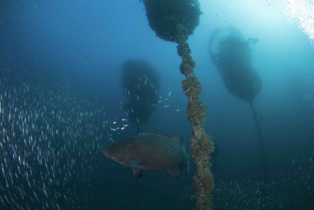 Secrets of Wonder Reef Revealed 