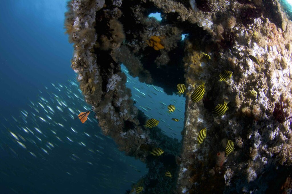 Secrets of Wonder Reef Revealed