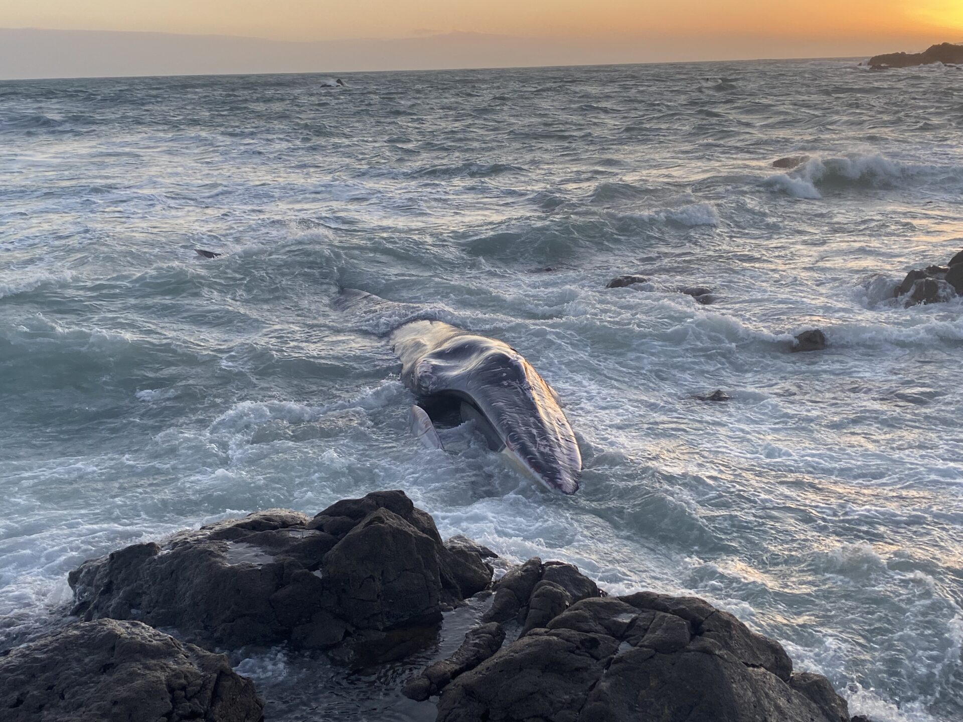Fin whale washes up on Cornish beach