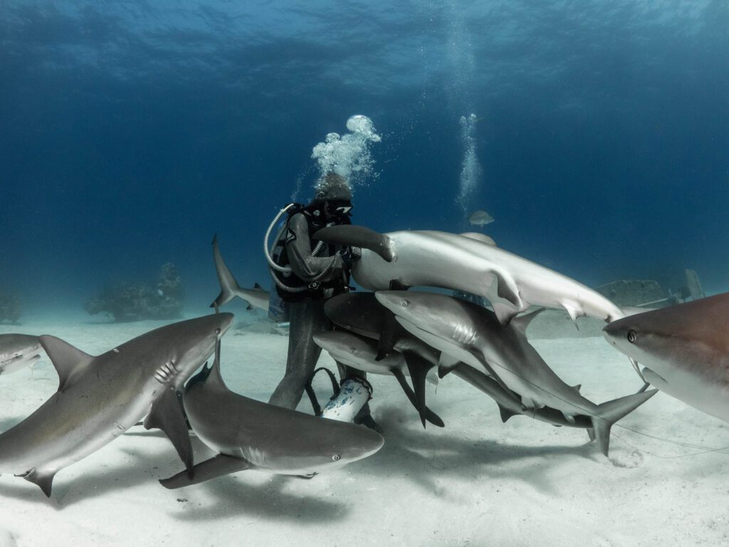 Removing hooks from reef sharks