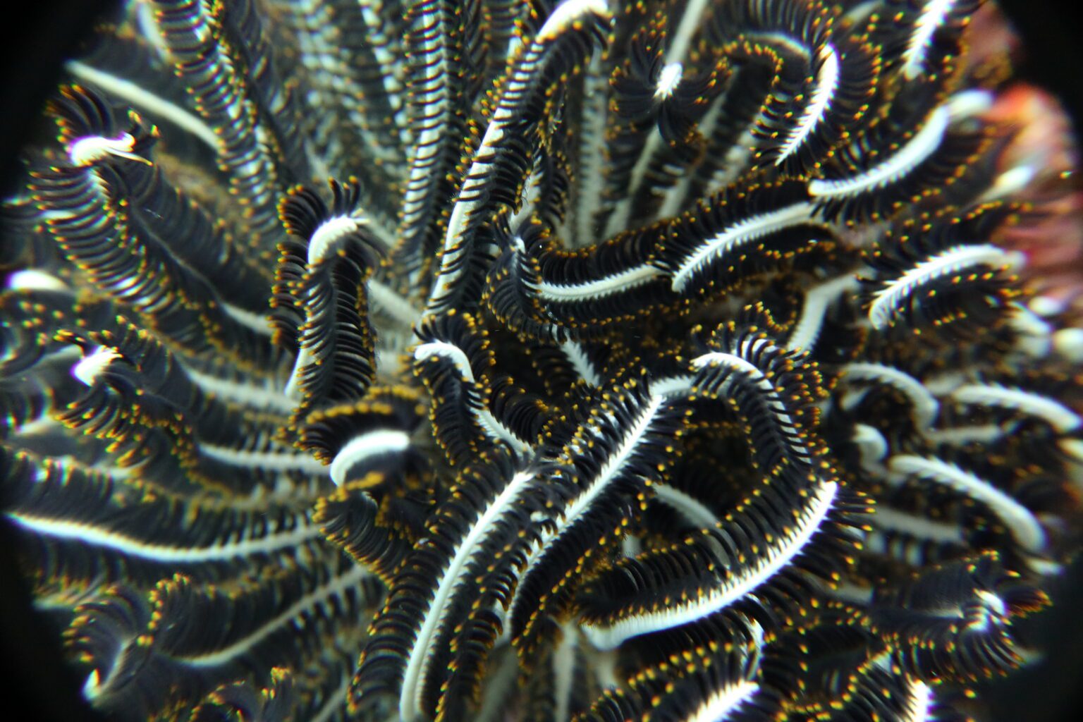 Mesmerising Feather Starfish